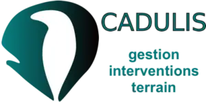 Cadulis